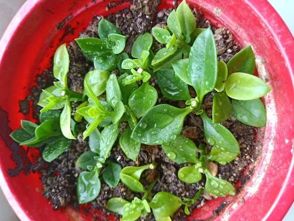 活性炭顆粒能拌土種花嗎(活性炭能倒入花盆養花嗎?)